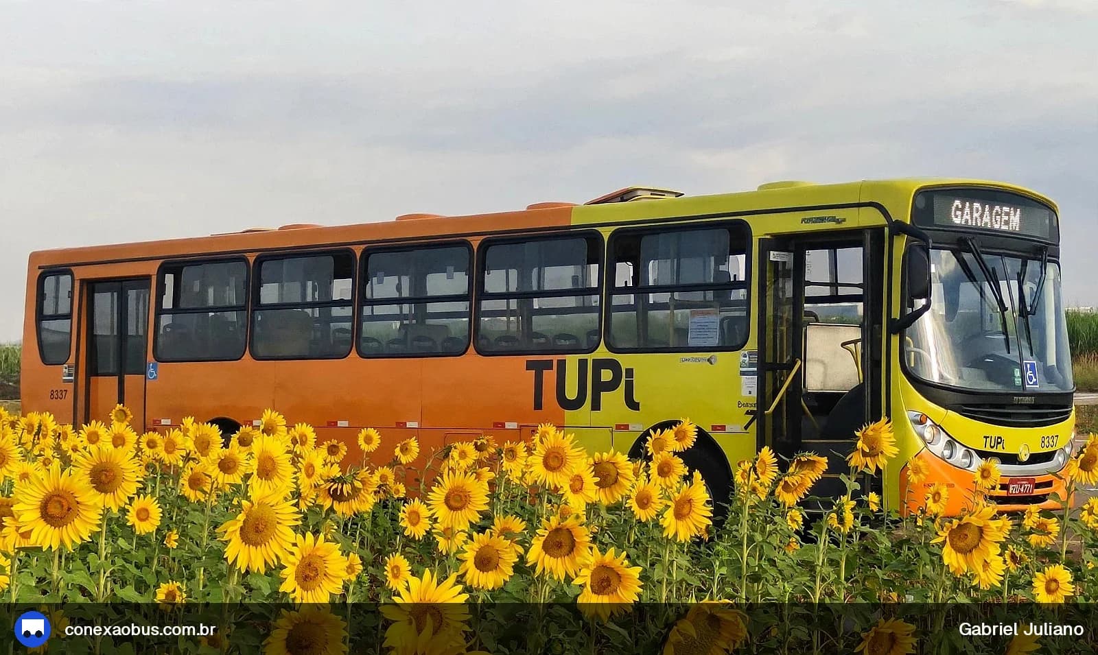 Ônibus CAIO Apache Vip II, da TUPi | Transporte Urbano Piracicaba, prefixo 8337, linha 505 - UNINORTE / CENTRO